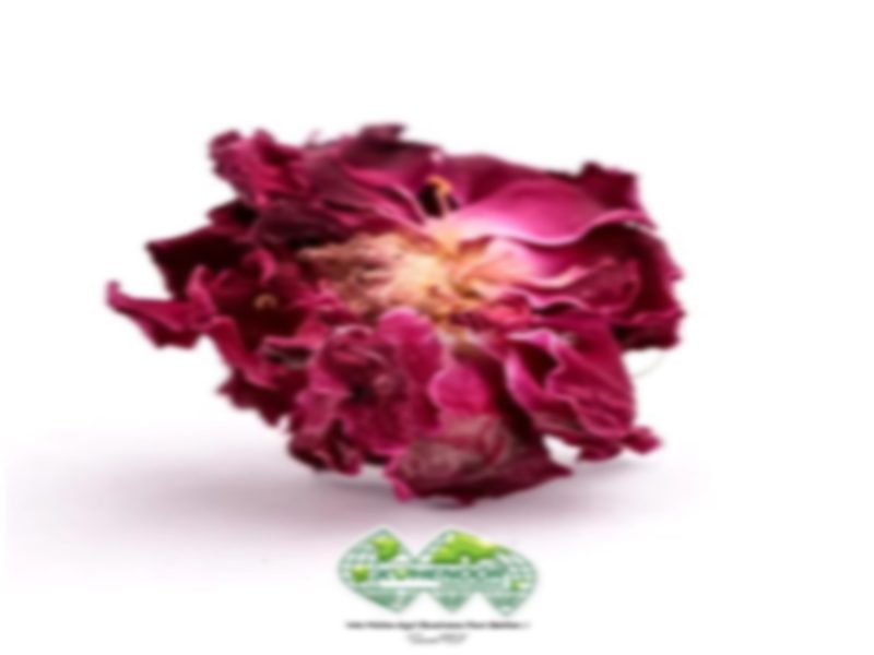 Fine rose petal powder for cosmetics and food